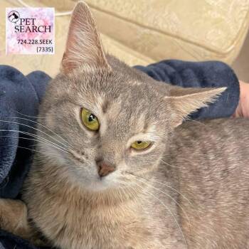 Rescue Domestic Short Hair Cats for Adoption in Washington, Pennsylvania - Darlin' | PetCurious