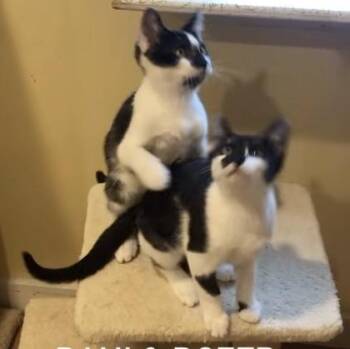Rescue Domestic Short Hair Cats for Adoption in Wells, Maine - Dani And Dozer | PetCurious