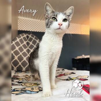 Rescue Domestic Short Hair Cats for Adoption in Youngwood, Pennsylvania - Avery | PetCurious