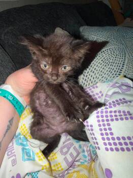 Salami -  Domestic Short Hair Cat for Adoption in Cloquet, Minnesota - Salami | PetCurious