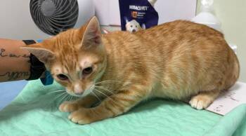 Coupon -  Domestic Short Hair Cat for Adoption in Rome, Georgia - Coupon | PetCurious