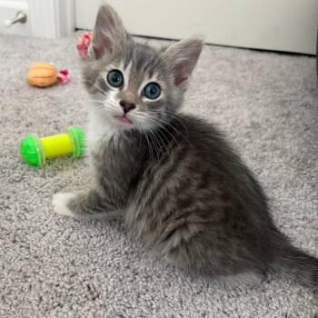 Millie -  Domestic Short Hair Cat for Adoption in Gainesville, Georgia - Millie | PetCurious