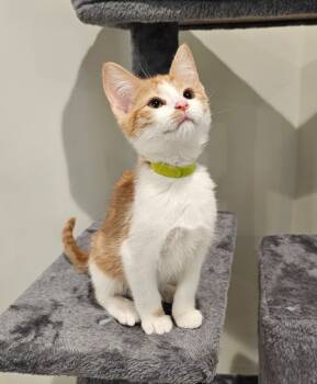 Rescue Domestic Short Hair Cats for Adoption in Ogden, Utah - Flurry | PetCurious