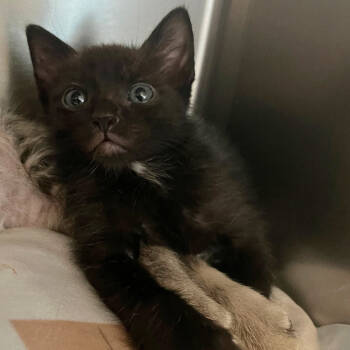 Rescue Domestic Short Hair Cats for Adoption in Los Angeles, California - Cyber Monday | PetCurious