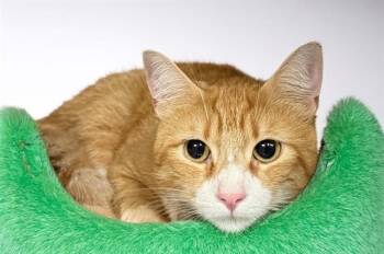 Domestic Short Hair Cats Available for Adoption in Fort Lauderdale, Florida - CINCO | PetCurious