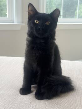 Buffalo Bill & Annie Oakley -  Domestic Medium Hair Cat for Adoption in Leesburg, Virginia - Buffalo Bill & Annie Oakley | PetCurious