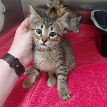 DAFFO(DIL) -  Domestic Short Hair Cat for Adoption - DAFFO(DIL) | PetCurious