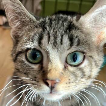 Echo -  Domestic Short Hair and Tabby Cat for Adoption in Chicago, Illinois - Echo | PetCurious