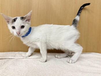 Domestic Short Hair Cats Available for Adoption in Brentwood, Missouri - COCONUT | PetCurious