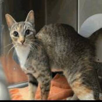 A1049482 Evie -  Domestic Short Hair Cat for Adoption in Pleasant Hill, California - A1049482 Evie | PetCurious