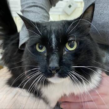 Willow (Petco) -  Domestic Long Hair Cat for Adoption in West Olive, Michigan - Willow (Petco) | PetCurious
