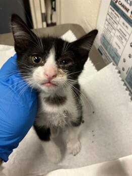SOCKS -  Domestic Short Hair Cat for Adoption in Long Beach, California - SOCKS | PetCurious