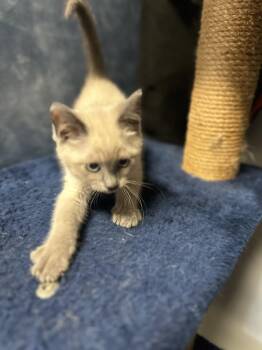 Cinnamon Twist -  Domestic Short Hair Cat for Adoption in Weldon, Illinois - Cinnamon Twist | PetCurious