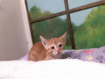 Domestic Short Hair Cats Available for Adoption in Houston, Texas - POE | PetCurious