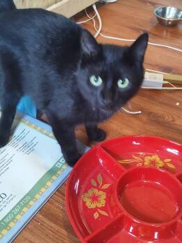 Anika -  Domestic Short Hair Cat for Adoption in Spencerville, Ontario - Anika | PetCurious