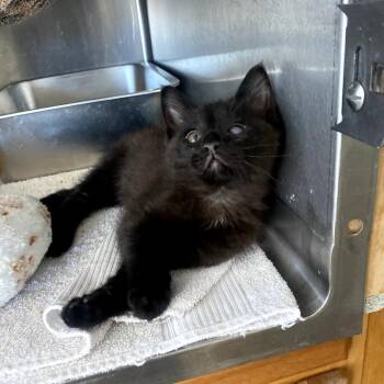 Wilder -  Domestic Short Hair Cat for Adoption in Blackfoot, Idaho - Wilder | PetCurious
