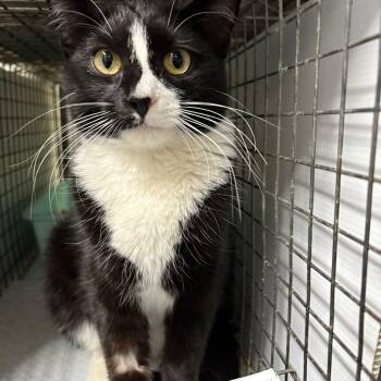 Rescue Domestic Short Hair Cats for Adoption in New York, New York - O’HARA - Tiny Gentle Bean | PetCurious