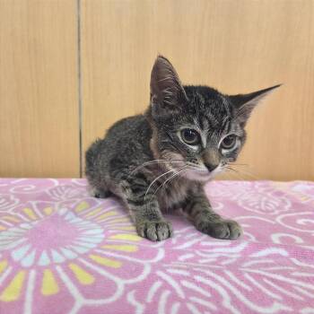 Rye -  Domestic Short Hair Cat for Adoption in Brentwood, Missouri - Rye | PetCurious