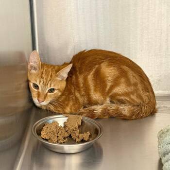 Creamsicle -  Domestic Short Hair Cat for Adoption in Englewood, Florida - Creamsicle | PetCurious