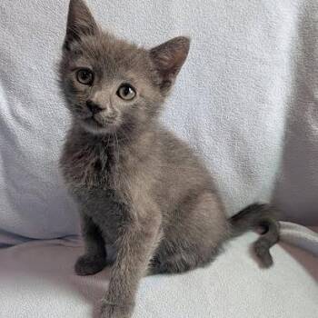 Serrano -  Domestic Short Hair Cat for Adoption in South Elgin, Illinois - Serrano | PetCurious