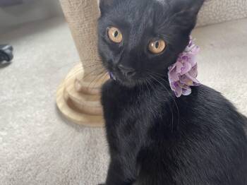 Rescue Domestic Short Hair Cats for Adoption in Falmouth, Maine - Pepper | PetCurious