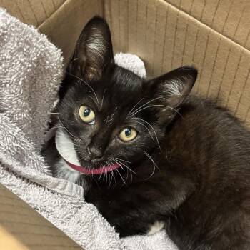 Miley -  Domestic Short Hair Cat for Adoption in Chattanooga, Tennessee - Miley | PetCurious