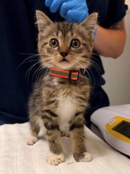 SPROUT -  Domestic Short Hair Cat for Adoption in Leesburg, Virginia - SPROUT | PetCurious
