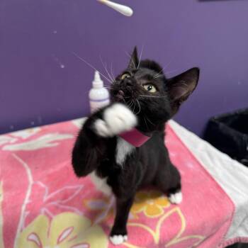 Pawdme -  Domestic Short Hair Cat for Adoption in Englewood, Florida - Pawdme | PetCurious