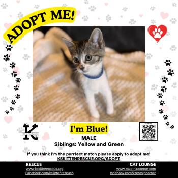 Blue -  Domestic Short Hair Cat for Adoption in OSBORNVILLE, New Jersey - Blue | PetCurious