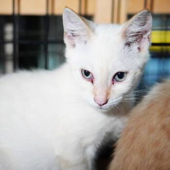 Croissant -  Siamese Cat for Adoption in Los Angeles, California - Croissant | PetCurious