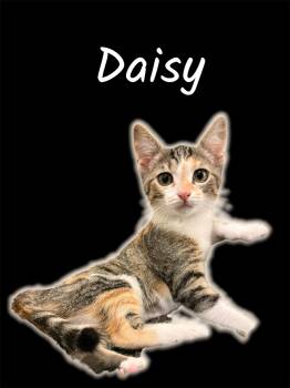 Daisy -  Domestic Short Hair Cat Available for Adoption in Auburn, California - Daisy | PetCurious