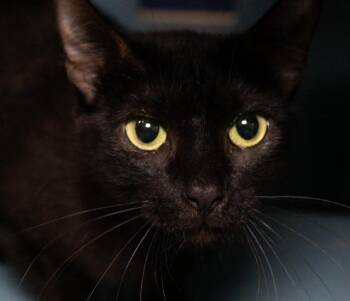 Domestic Short Hair Cats Available for Adoption in Boston, Massachusetts - PRESSLEE | PetCurious