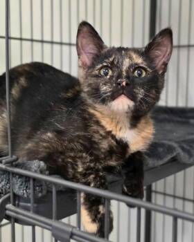 Chia -  Domestic Short Hair Cat for Adoption in Novato, California - Chia | PetCurious