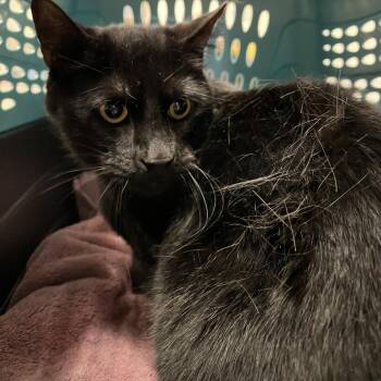 Domestic Short Hair Cats Available for Adoption in York, Pennsylvania - Whale | PetCurious