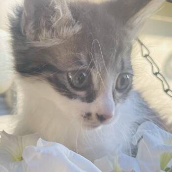 Gemma -  Maine Coon Cat for Adoption in Huntington Beach, California - Gemma | PetCurious