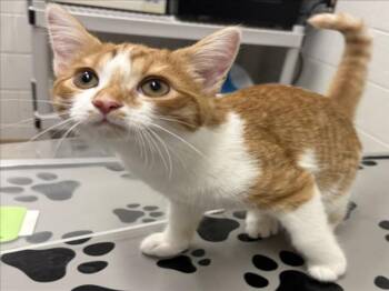 CAPE VERDE -  Domestic Short Hair Cat for Adoption in Derwood, Maryland - CAPE VERDE | PetCurious