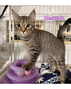 Rescue Domestic Short Hair and Tabby Cats for Adoption in Traverse City, Michigan - Amanda | PetCurious