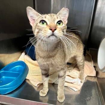 Erina -  Domestic Short Hair Cat for Adoption in Stephenville, Texas - Erina | PetCurious