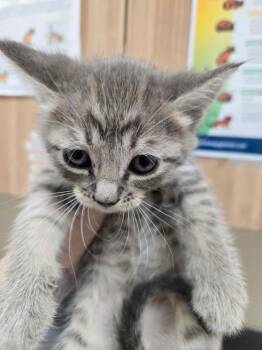 Monica -  Domestic Short Hair Cat for Adoption in Kennewick, Washington - Monica | PetCurious