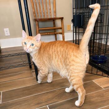 Domestic Short Hair Cats Available for Adoption in Port Neches, Texas - Orange Julius | PetCurious