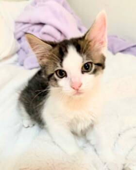 Theodore (Spotted Kewi at hcal) -  Maine Coon Cat for Adoption in New Braunfels, Texas - Theodore (Spotted Kewi At Hcal) | PetCurious