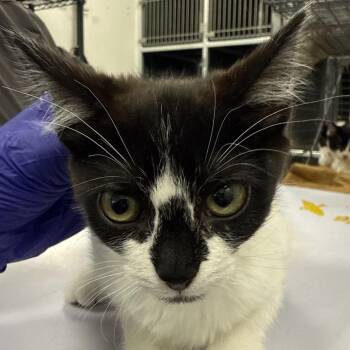 Salami -  Domestic Short Hair Cat for Adoption in Las Cruces, New Mexico - Salami | PetCurious