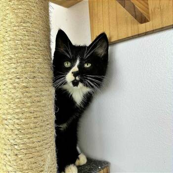 Rescue Domestic Short Hair Cats for Adoption in Hannibal, Missouri - Phoenix | PetCurious