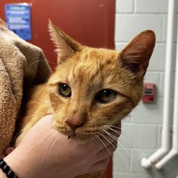 Domestic Short Hair Cats Available for Adoption - Phillip (In Foster) | PetCurious