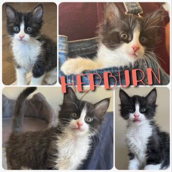 Hepburn -  Domestic Long Hair Cat for Adoption in Hollister, California - Hepburn | PetCurious