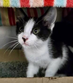 Eveready -  Domestic Short Hair Cat for Adoption in Cincinnati, Ohio - Eveready | PetCurious