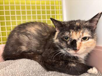 Ducati -  Domestic Short Hair and Calico Cat for Adoption in Milton, Delaware - Ducati | PetCurious
