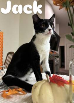 Rescue Domestic Short Hair Cats for Adoption in Elk Grove, California - Jack Jack (Bonded With Poe) | PetCurious