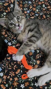 Aang -  Domestic Short Hair Cat for Adoption in Ephrata, Washington - Aang | PetCurious