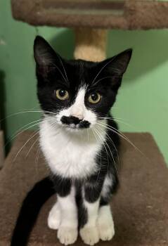 WHISKERELLA -  Domestic Short Hair Cat for Adoption in Chicago Ridge, Illinois - WHISKERELLA | PetCurious